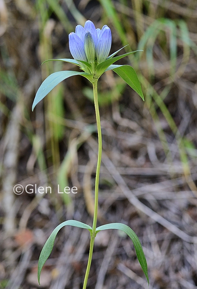 Gentiana andrewsii photos Saskatchewan Wildflowers